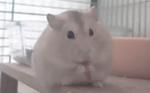 小仓鼠作文(精选50篇)