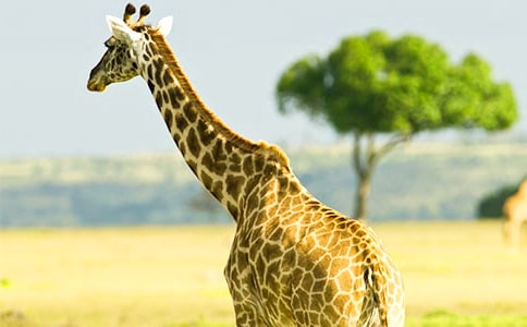 长颈鹿看图写话(精选19篇)