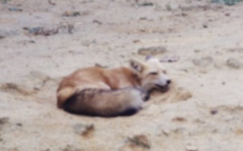 《狐狸列那的故事》读后感(精选48篇)