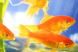 金鱼的观察日记(精选34篇)