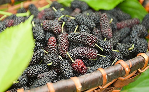 哪些人不适合吃桑葚酒?桑葚酒的副作用有哪些