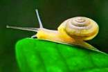 蜗牛观察日记(精选20篇)