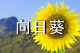(必备)向日葵作文