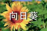 向日葵作文(精选37篇)