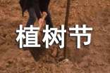 幼儿园植树节活动总结(精选14篇)