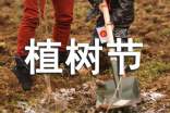 植树节班级活动方案(精选13篇)