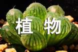 仙人球我喜欢的一种植物400字作文(精选39篇)