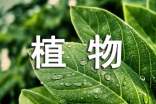优秀植物作文(通用51篇)