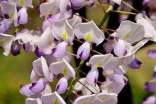写紫藤花的好词好句好段摘抄