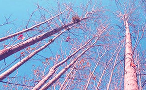 《白杨礼赞》的教学反思范文(精选10篇)