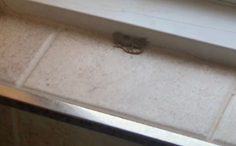 小壁虎借尾巴教案小班(精选14篇)