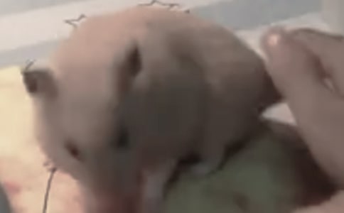 可爱的仓鼠作文600字(精选39篇)