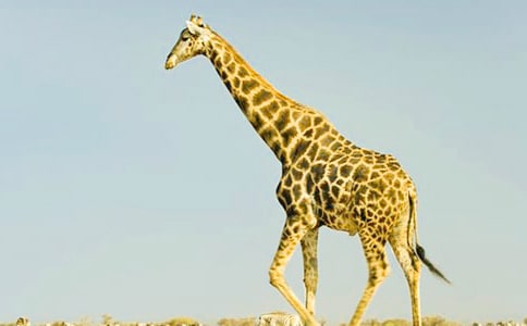 长颈鹿的脖子为什么那么长作文(精选44篇)