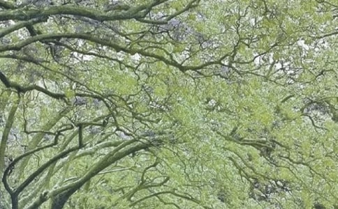 春风化雨观后感(精选27篇)