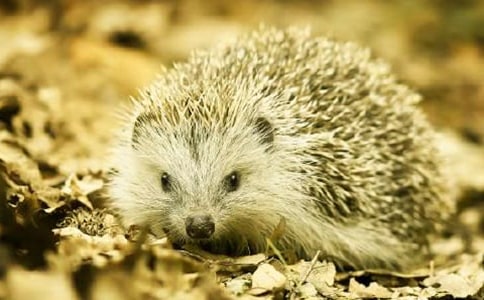 可爱的小刺猬作文150字