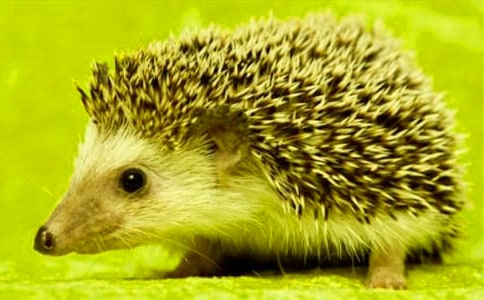 聪明的小刺猬小学童话作文(精选52篇)