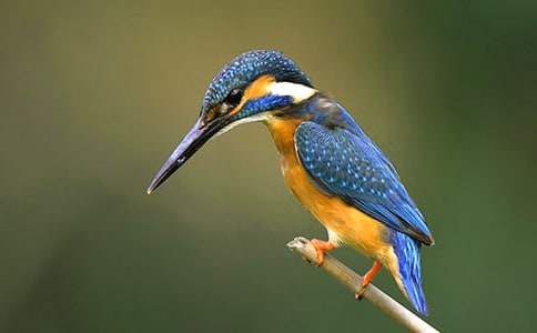 小学三年级语文《翠鸟》教案(通用12篇)