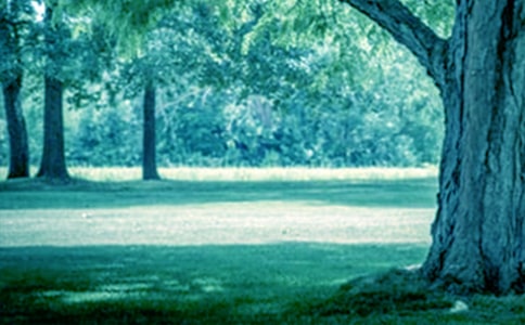 我是一颗大树自述作文400字(精选20篇)