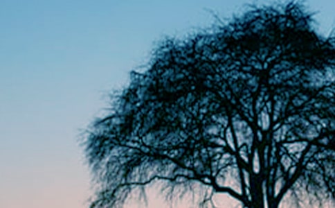 一棵大树的作文(通用48篇)