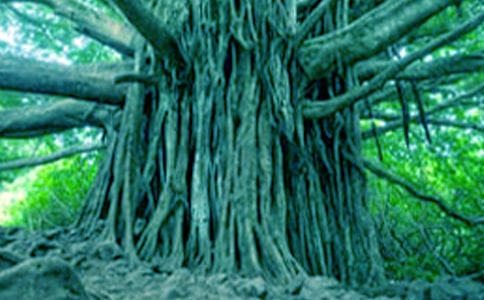 一年级下《大树妈妈》教案(精选14篇)