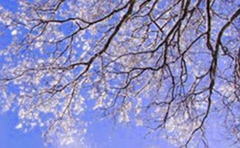 冬天的雪作文(精选37篇)