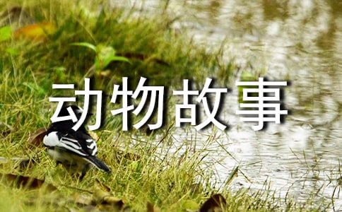 《西顿野生动物故事集》读后感(精选35篇)