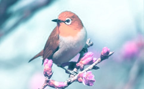 观察动植物日记范文(精选49篇)