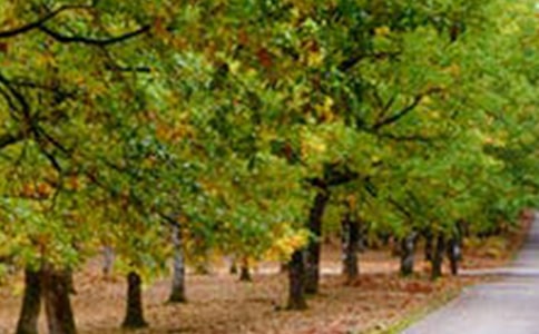 成长的风景作文(精选50篇)