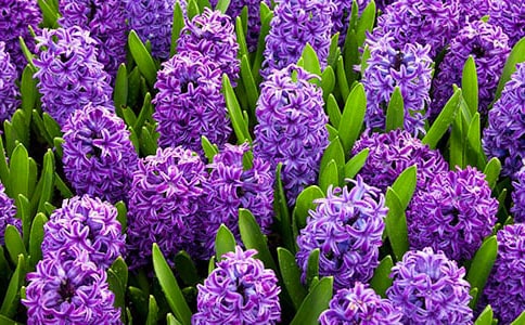 风信子观察日记