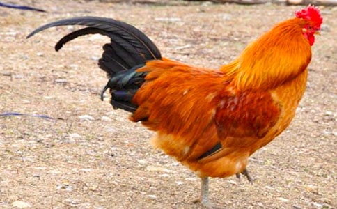 我喜爱的动物大公鸡作文400字(精选50篇)