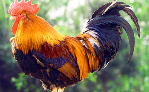 好斗的小公鸡作文(通用13篇)