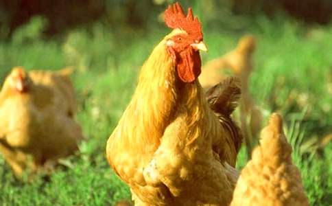 一只公鸡和一只母鸡猜三个字