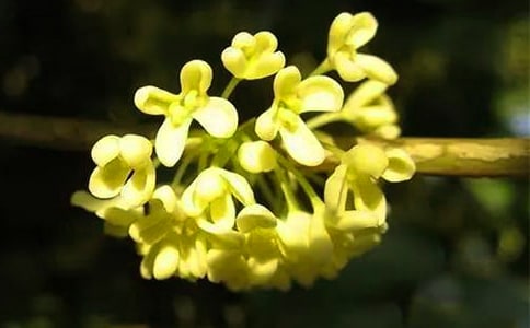 精选桂花的作文42篇