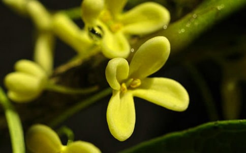 秋天的桂花作文(精选35篇)