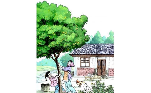 《桂花雨》的教案设计范文(通用15篇)