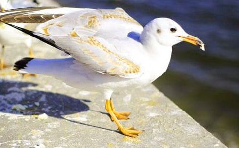 问一声那海鸥高中作文(精选22篇)