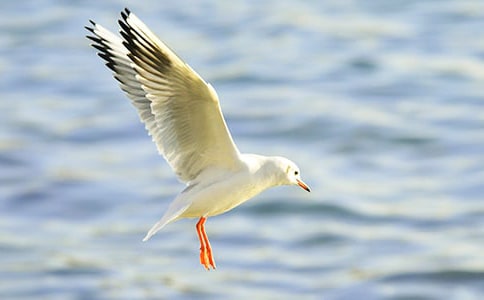 海鸥老人的故事