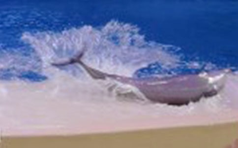 我是一只海豚作文(通用21篇)