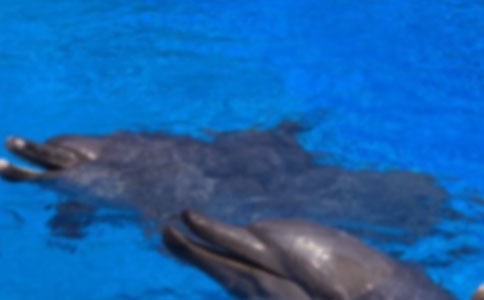 我是一只海豚作文(精选14篇)