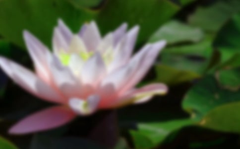 描写荷花的作文开头