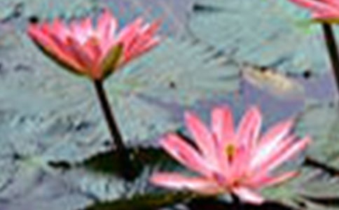 形容荷花的句子汇总60条