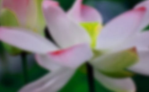 小班科学活动认识荷花藕莲子教案