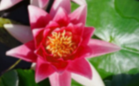 荷花醉我心作文(精选37篇)