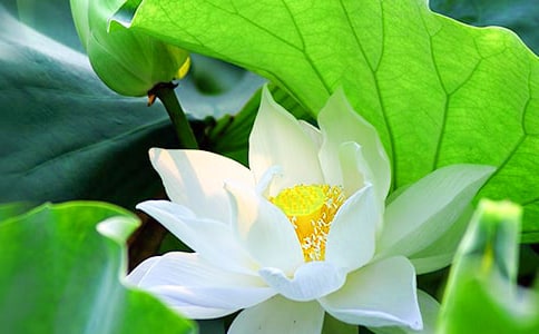 精选荷花的作文41篇