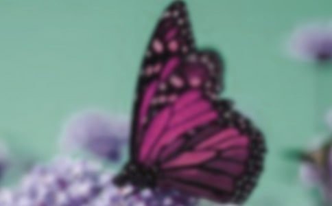 折纸蝴蝶教案(精选13篇)