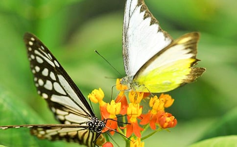 蝴蝶与飞蛾的故事作文