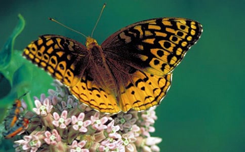 中班美术漂亮的蝴蝶教案(通用16篇)