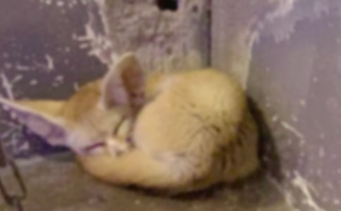 狐狸和乌鸦续编作文350字(精选23篇)