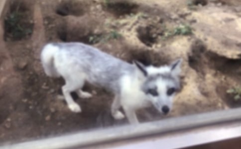 《了不起的狐狸爸爸》读后感(精选35篇)