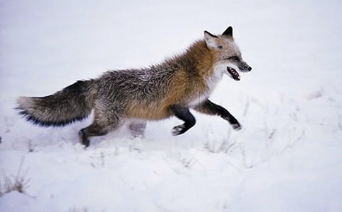 《狐狸列那的故事》读后感(精选39篇)